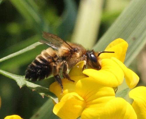 Megachile sp.